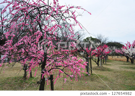 Plum in Ochiai Park 127654982