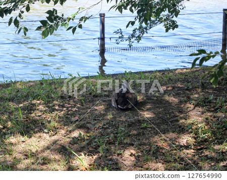 休息由水的鴨子 127654990