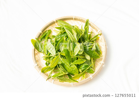 初夏發芽並採摘的第一批茶葉 初夏發芽並採摘的第一批茶葉 127655011