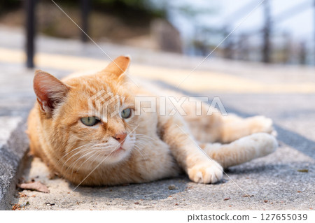 A lazy stray cat lying down and keeping alert A lazy stray cat lying down and keeping alert 127655039