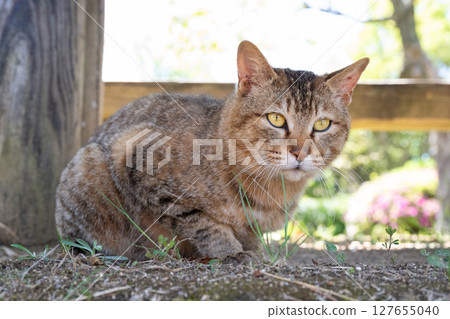 Stray cat that found prey 127655040