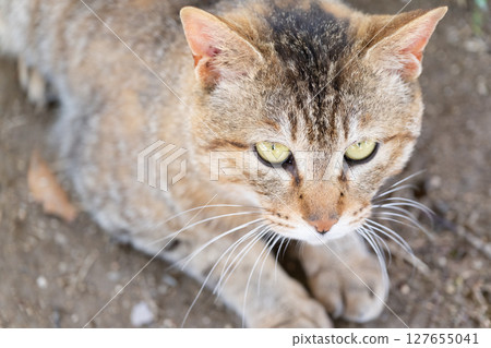 Stray cat looking up 127655041