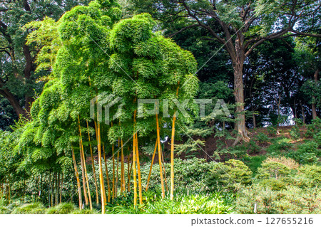 The East Gardens of the Imperial Palace 127655216