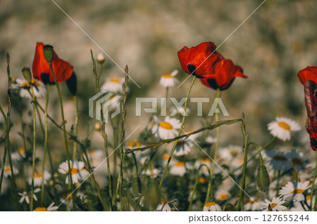 Poppies Daisies Flowers: Meadows bloom daytime, red flowers among white daisies, symbolizing beauty in nature. Poppies Daisies Flowers: Meadows bloom daytime, red flowers among white daisies, symbolizing beauty in nature. 127655244