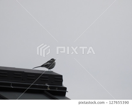 一隻白鶺鴒棲息在屋頂上,背景是多雲的天空 一隻白鶺鴒棲息在屋頂上,背景是多雲的天空 127655390