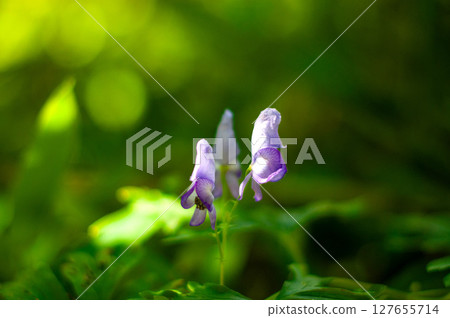 大白菜 大白菜 127655714