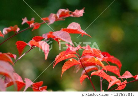 Red-stained Yamaurushi leaves Red-stained Yamaurushi leaves 127655813