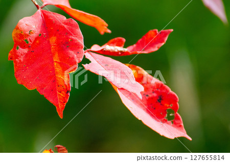 Autumn leaves of camphor tree Autumn leaves of camphor tree 127655814