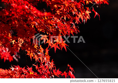Momiji that stains deep red Momiji that stains deep red 127655815