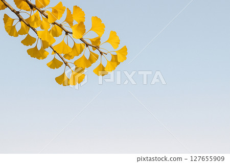 Leaves of ginkgo biloba colored yellow Leaves of ginkgo biloba colored yellow 127655909
