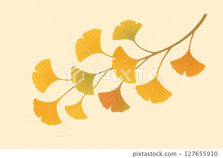 Yellow ginkgo biloba leaves Yellow ginkgo biloba leaves 127655910