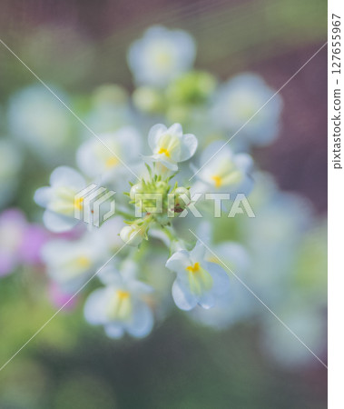Princess Goldfish Plant Linaria 127655967