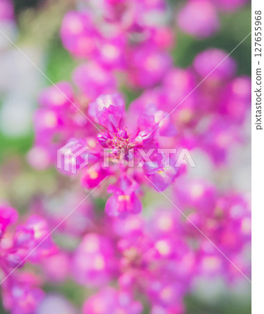 Princess Goldfish Plant Linaria 127655968
