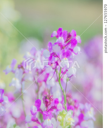 公主金魚草 Linaria 公主金魚草 Linaria 127655970