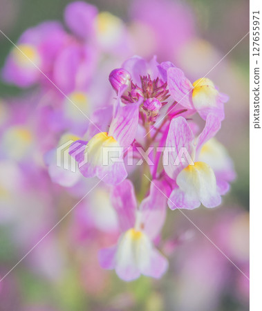 Princess Goldfish Plant Linaria 127655971