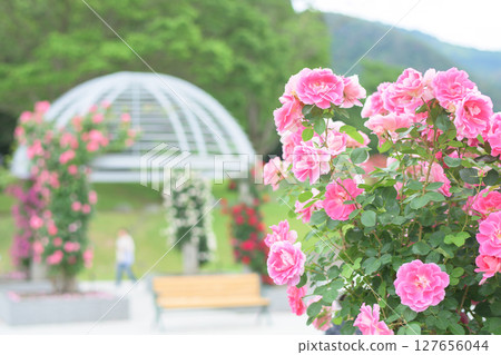 Beautiful pink roses bloom in Higashizawa Rose Park, Yamagata Prefecture 127656044