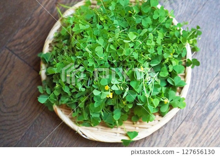 酢漿草 酢漿草 127656130