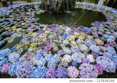 繡球花牆 127656299
