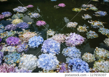 Hydrangea wall 127656307