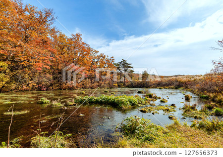 【八甲田山古達裡濕地】八甲田山脈的地下水從古達裡濕地湧出，形成一道清澈美麗的溪流。秋季的紅葉更是美不勝收。 127656373