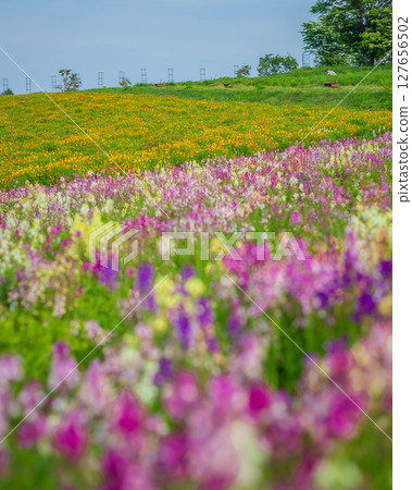 那須花卉世界的公主金魚草 Linaria 那須花卉世界的公主金魚草 Linaria 127656502