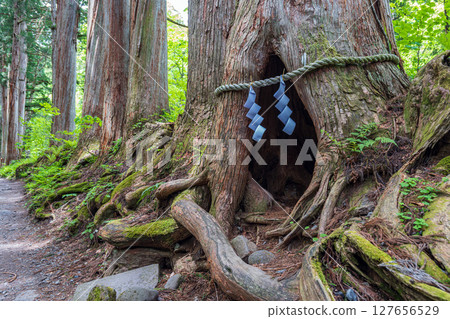Nagano Togakushi Shrine Okusha Shrine approach to the Sayuri Cedar 127656529