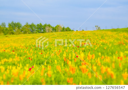 栃木縣那鬚町那須花卉世界 栃木縣那鬚町那須花卉世界 127656547
