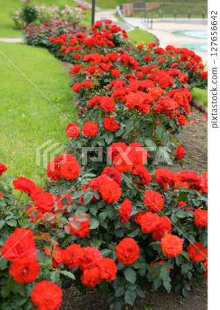 Beautiful crimson roses, Higashizawa Rose Park, Yamagata Prefecture 127656642