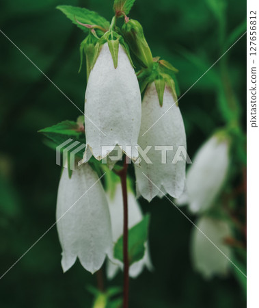 螢火蟲刷 127656812