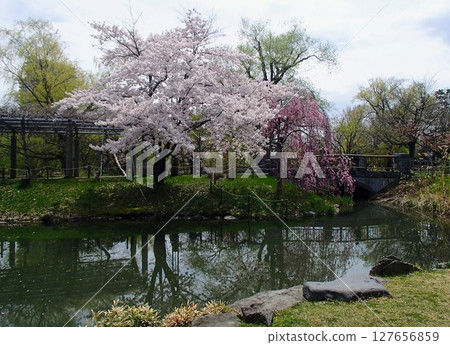 Pink cherry blossoms blooming by the pond 127656859