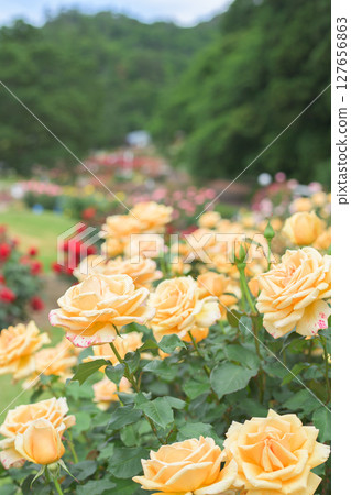 山形縣東澤玫瑰公園盛開的美麗玫瑰 127656863
