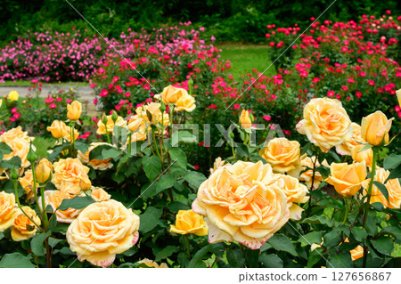 Beautiful roses in full bloom at Higashizawa Rose Park, Yamagata Prefecture 127656867