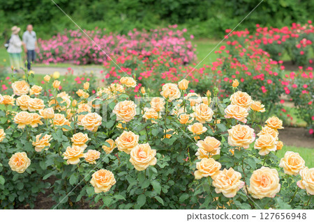 Beautifully blooming roses at Higashizawa Rose Park, Yamagata Prefecture 127656948
