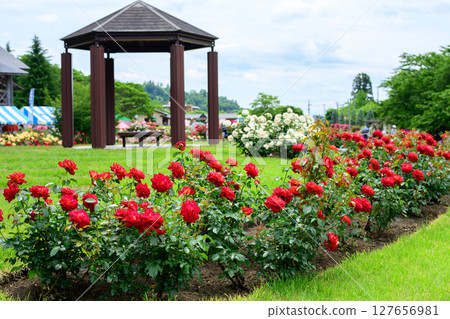 Beautiful roses in full bloom at Higashizawa Rose Park, Yamagata Prefecture Beautiful roses in full bloom at Higashizawa Rose Park, Yamagata Prefecture 127656981
