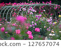 Rose Garden at Igashira Park, Moka City, Tochigi Prefecture 127657074