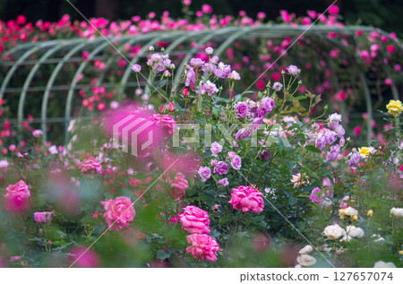 Rose Garden at Igashira Park, Moka City, Tochigi Prefecture 127657074