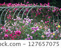 Rose Garden at Igashira Park, Moka City, Tochigi Prefecture 127657075