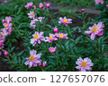 Rose Garden at Igashira Park, Moka City, Tochigi Prefecture 127657076