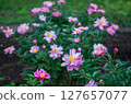 Rose Garden at Igashira Park, Moka City, Tochigi Prefecture 127657077