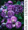 Rose Garden at Igashira Park, Moka City, Tochigi Prefecture 127657078