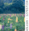 Nasu Flower World 127657134