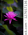Water lilies floating on the water 127657136