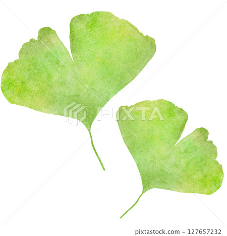 Ginkgo, ginkgo, autumn, watercolor, illustration 127657232