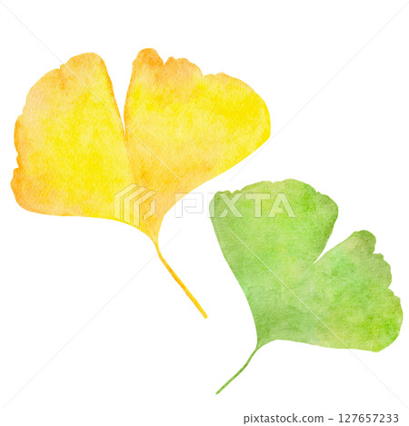 Ginkgo, ginkgo, autumn, watercolor, illustration Ginkgo, ginkgo, autumn, watercolor, illustration 127657233