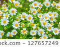 North Pole at Nasu Flower World 127657249