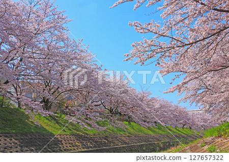 Saho River lined with cherry blossoms in full bloom 127657322