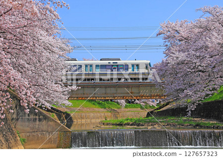 櫻花盛開時，火車穿越佐保川 127657323