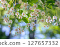 Egonoki 127657332