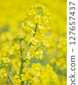 Rape blossoms at Heartful Farm in Nasu Town, Tochigi Prefecture 127657437