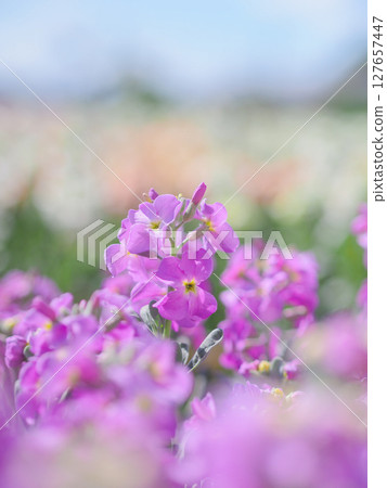 白馬津的花田（千葉縣南房總市） 127657447